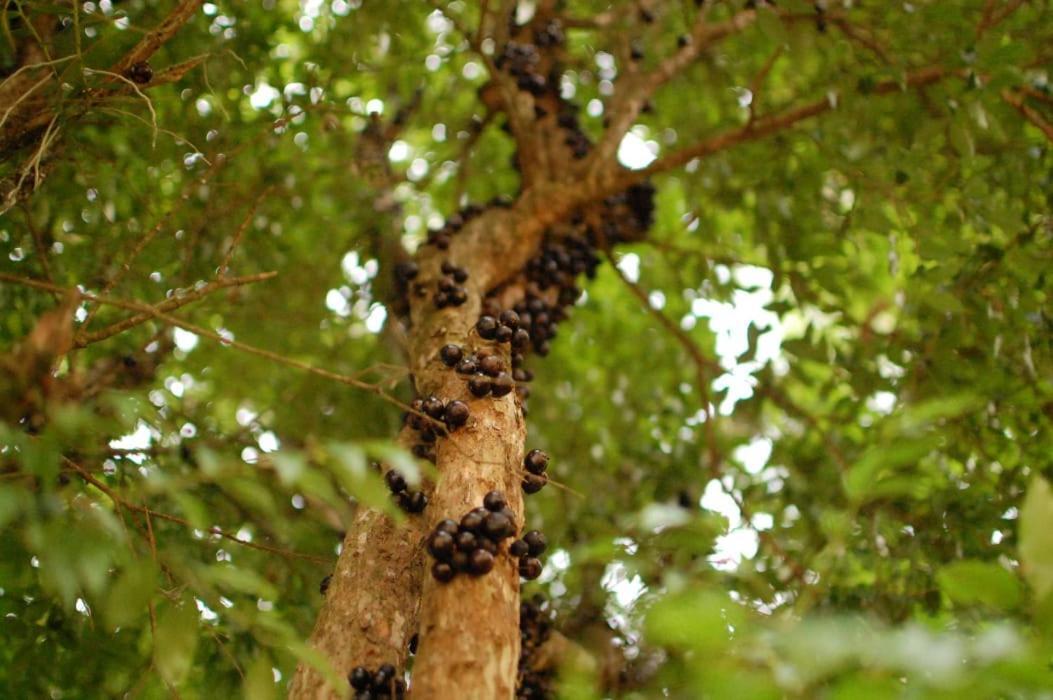 Chacara Das Lendas E Cancoes Паса Куатро Екстериор снимка